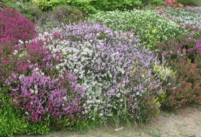 Various Kinds and Colors of Heather.